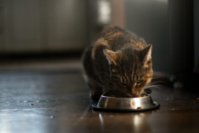 Acides aminés essentiels dans la viande rouge : Comment ils favorisent le bien-être des chats