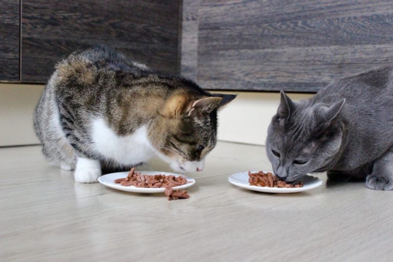 Les avantages d'une alimentation riche en fer pour les chats